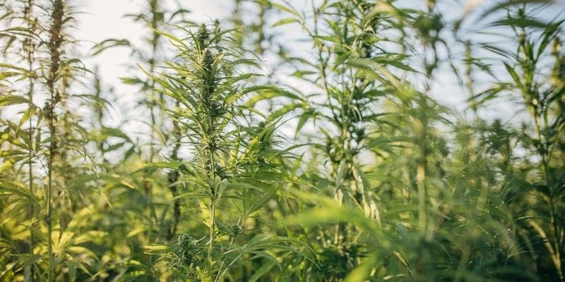 Does Hemp Plant Grow Easily